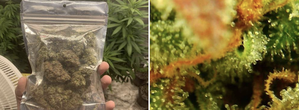 Auto Super OG Kush – planta robusta con abundante resina y aroma Kush clásico